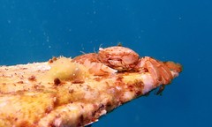 Stylocheilus longicauda