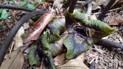 Asarum hypogynum