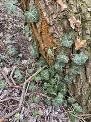 Hedera helix