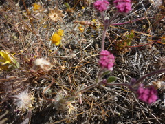 Chorizanthe douglasii