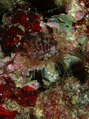 Acromegalomma vesiculosum