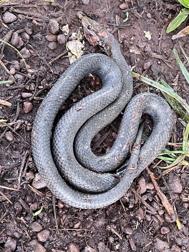 Photo of a Hallowell's House Snake (Boaedon virgatus)
