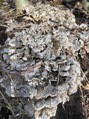Trametes versicolor