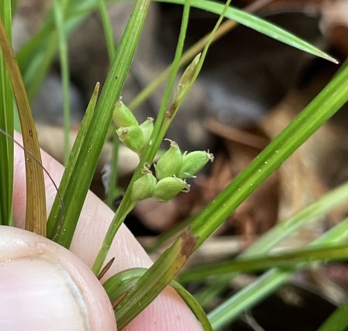 Carex digitalis image