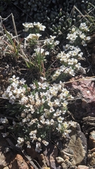 Cusickiella douglasii