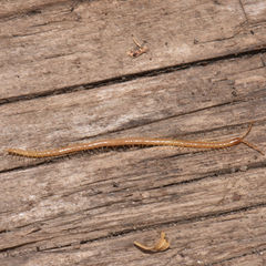 Schendyla nemorensis