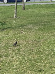 Sturnus vulgaris