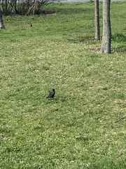 Sturnus vulgaris