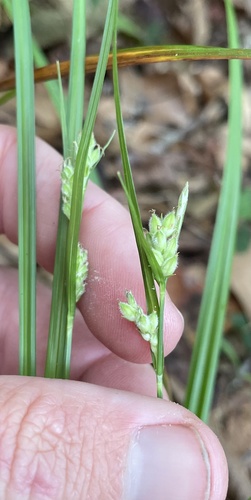 Carex dasycarpa image