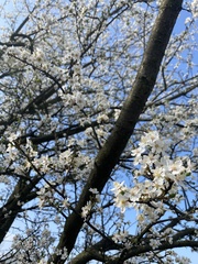 Prunus