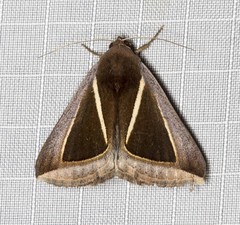 Chalciope alcyona