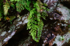 Adiantum concinnum