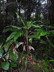 Bactris nancibaensis