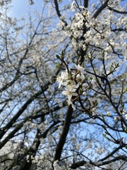 Prunus