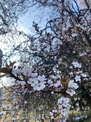 Prunus