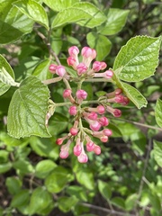 Viburnum carlesii