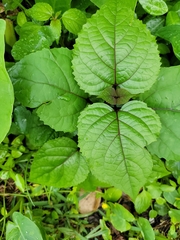Clerodendrum bungei