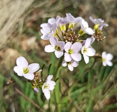 Cardamine pratensis