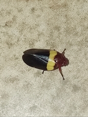 Sphenorhina obliterata