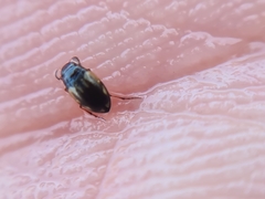 Hydroglyphus geminus