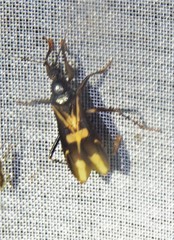 Rasahus sulcicollis
