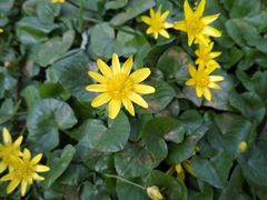 Ficaria verna