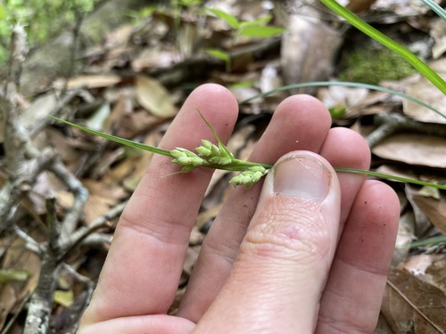 Carex dasycarpa image