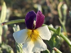 Viola hallii