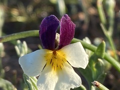 Viola hallii