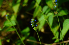 Salvia lasiocephala