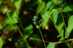 Salvia lasiocephala