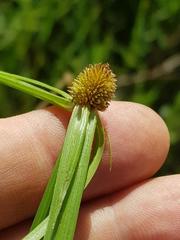 Cyperus melanospermus