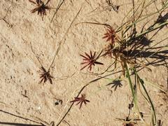 Cyperus rupestris