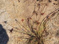 Cyperus rupestris