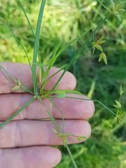 Cyperus sphaerospermus