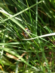 Coccinella septempunctata