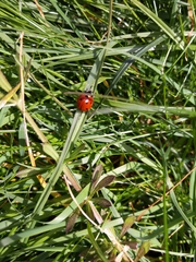 Coccinella septempunctata