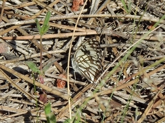 Melanargia occitanica