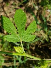 Hibiscus nigricaulis