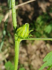 Hibiscus nigricaulis