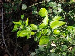 Jasminum fluminense