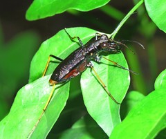Odontocheila cayennensis