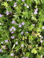 Sherardia arvensis