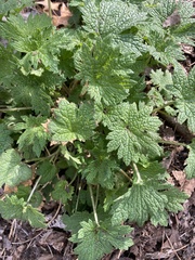 Leonurus cardiaca