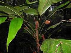 Bactris nancibaensis