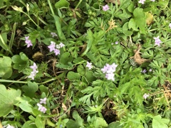 Sherardia arvensis