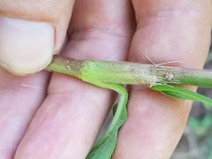 Persicaria madagascariensis