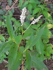 Persicaria madagascariensis