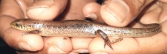 Eutropis tammanna