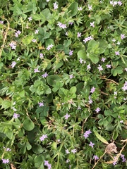 Sherardia arvensis